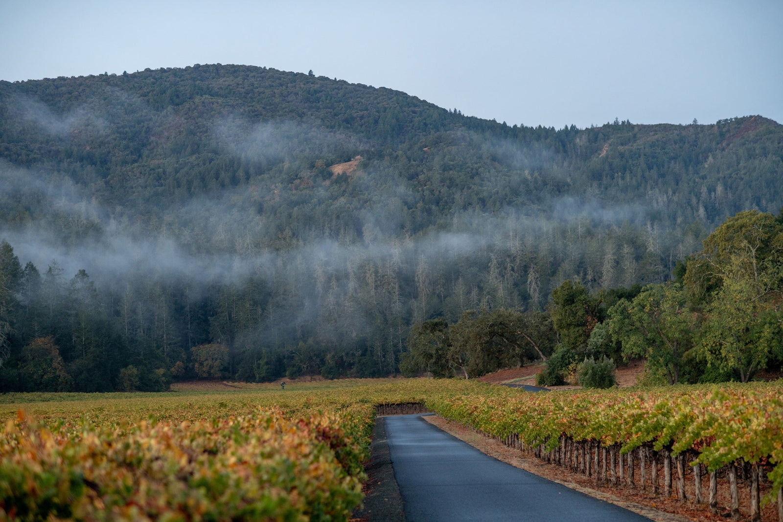From Vineyard to Glass: Clones, Rootstocks, and Craft at Hewitt