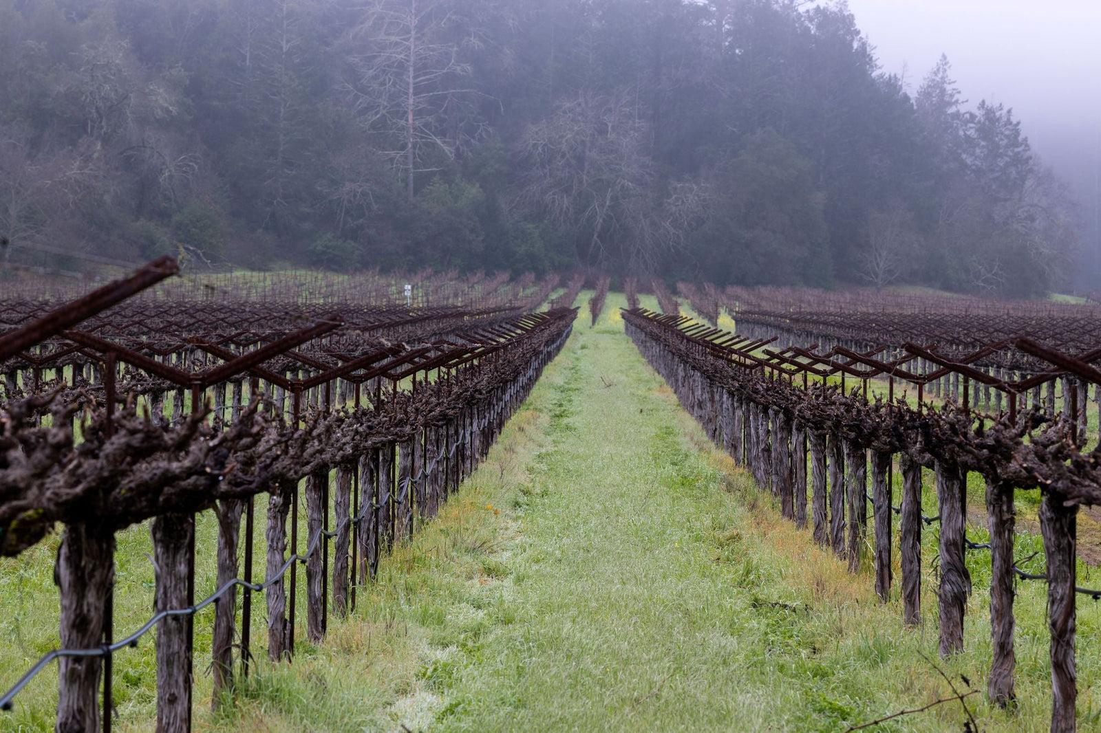 Hewitt Cabernet Vintage Guide: Tasting Notes and Cellaring