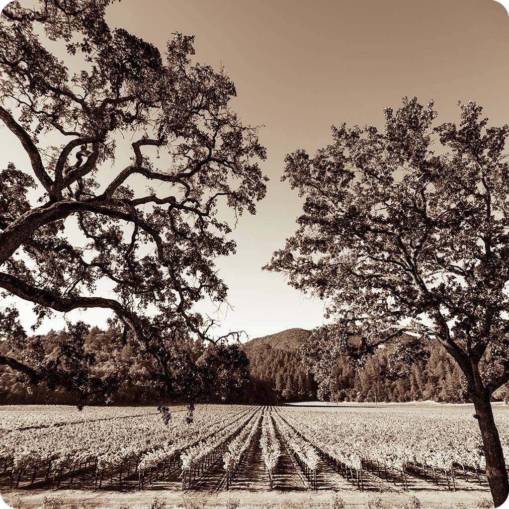 Rutherford Cabernet, Single Vineyard, and the Hewitt Story: A Complete Guide