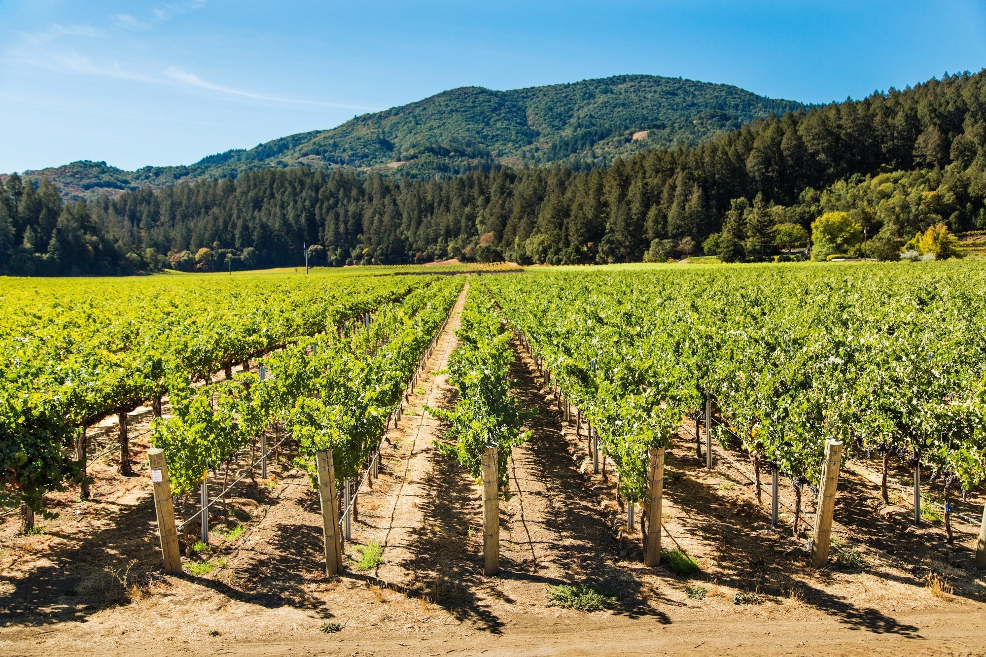 Double Plus | Hewitt Vineyard Napa Valley