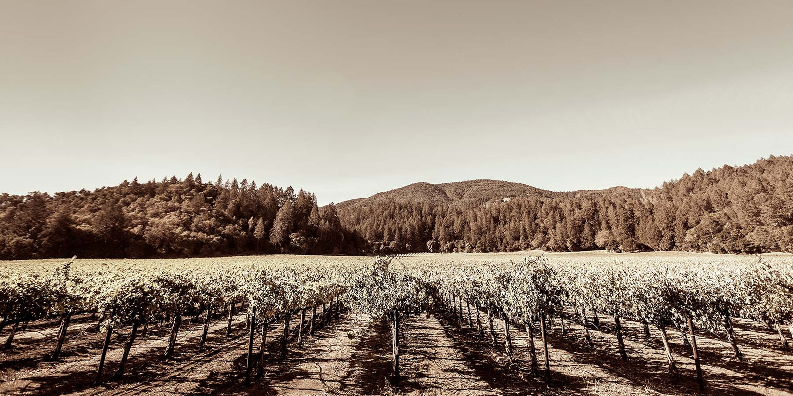 Rutherford Cabernet, Single Vineyard, and the Hewitt Story: A Complete Guide