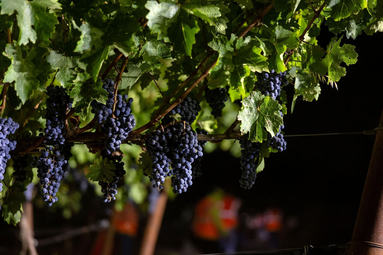 Single Vineyard vs. Blends: Why Hewitt Lets the Vineyard Sing